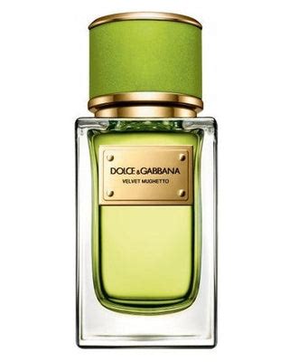 dolce gabbana sample|dolce and gabbana scent split.